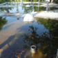 ponding commercial roof 85x85